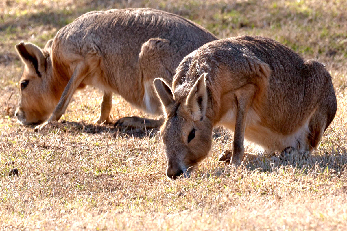 Exotics TGR experience with luxury transportation provided by C&S Executive